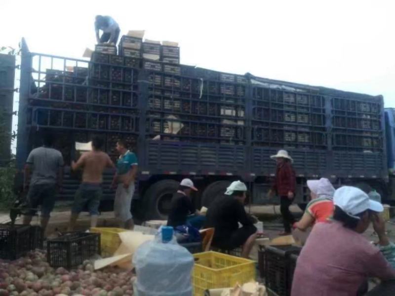 脆蜜王毛桃价格，陕西阿布白桃基地，超越桃产地，红不软桃