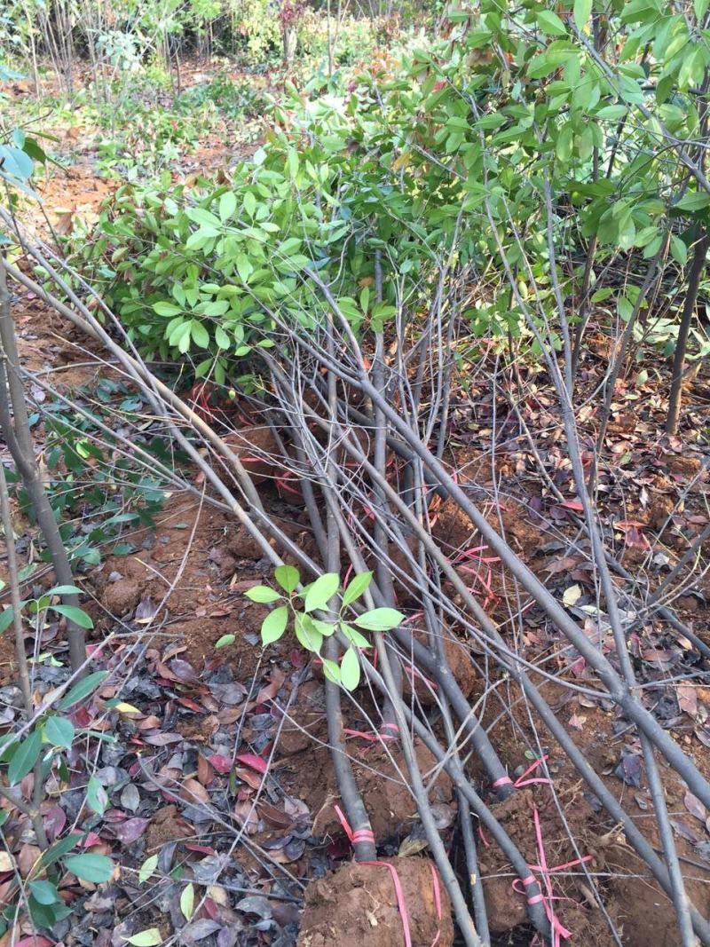红叶石楠树庭院园林四季常青石楠树园林绿化工程高杆风景大树