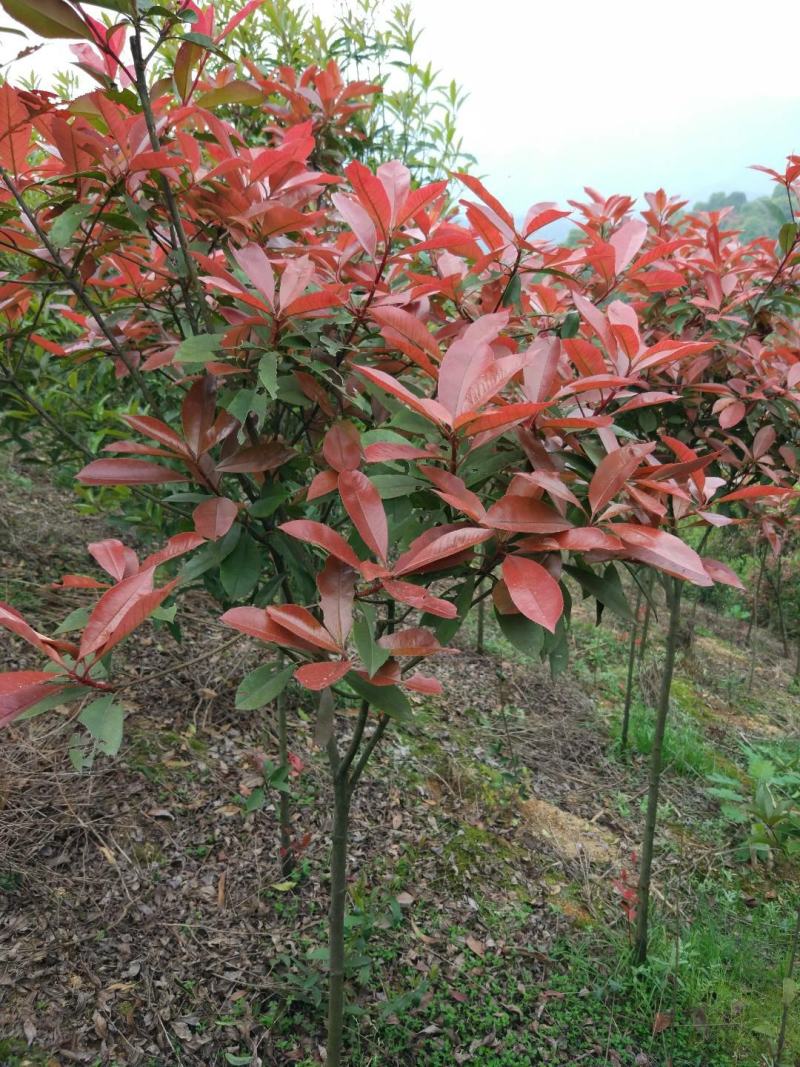 红叶石楠树庭院园林四季常青石楠树园林绿化工程高杆风景大树