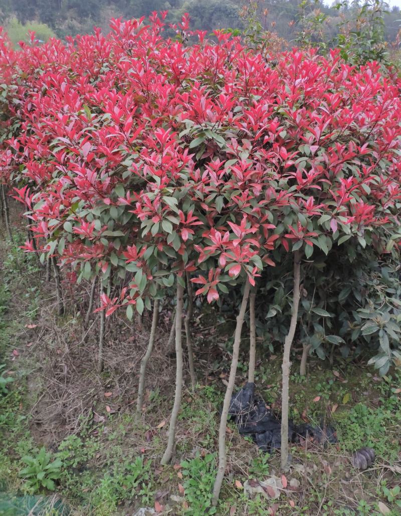 红叶石楠树庭院园林四季常青石楠树园林绿化工程高杆风景大树