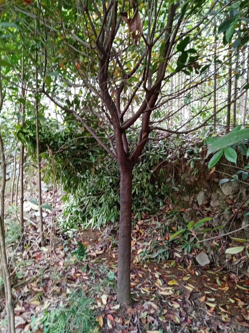 红叶石楠树庭院园林四季常青石楠树园林绿化工程高杆风景大树