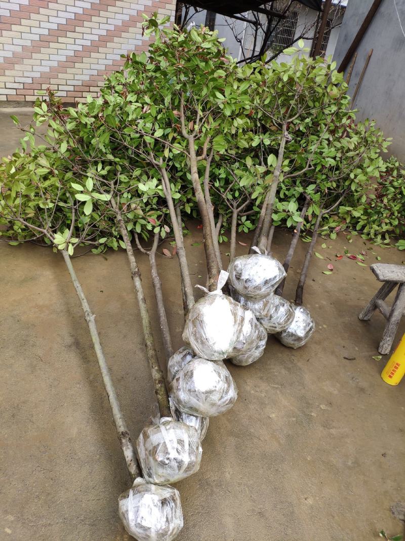 红叶石楠树庭院园林四季常青石楠树园林绿化工程高杆风景大树