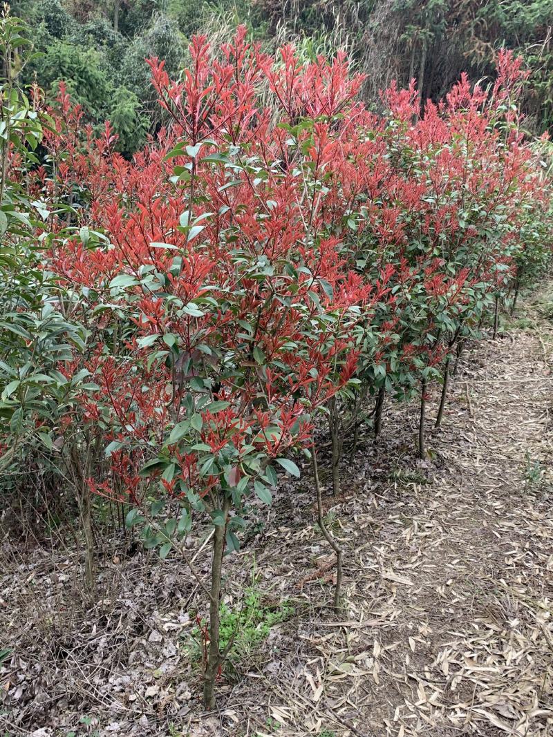 红叶石楠树庭院园林四季常青石楠树园林绿化工程高杆风景大树