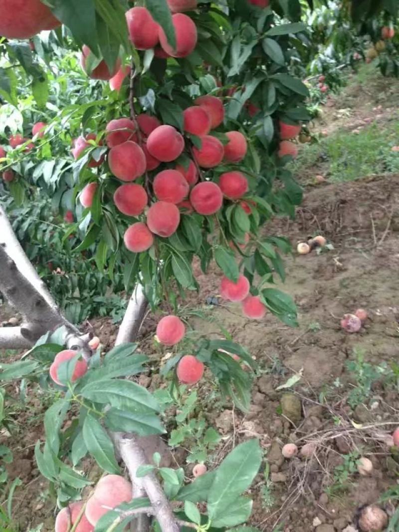 陕西毛桃产地，阿布白桃价格，超越毛桃批发，秦王桃，富岛桃