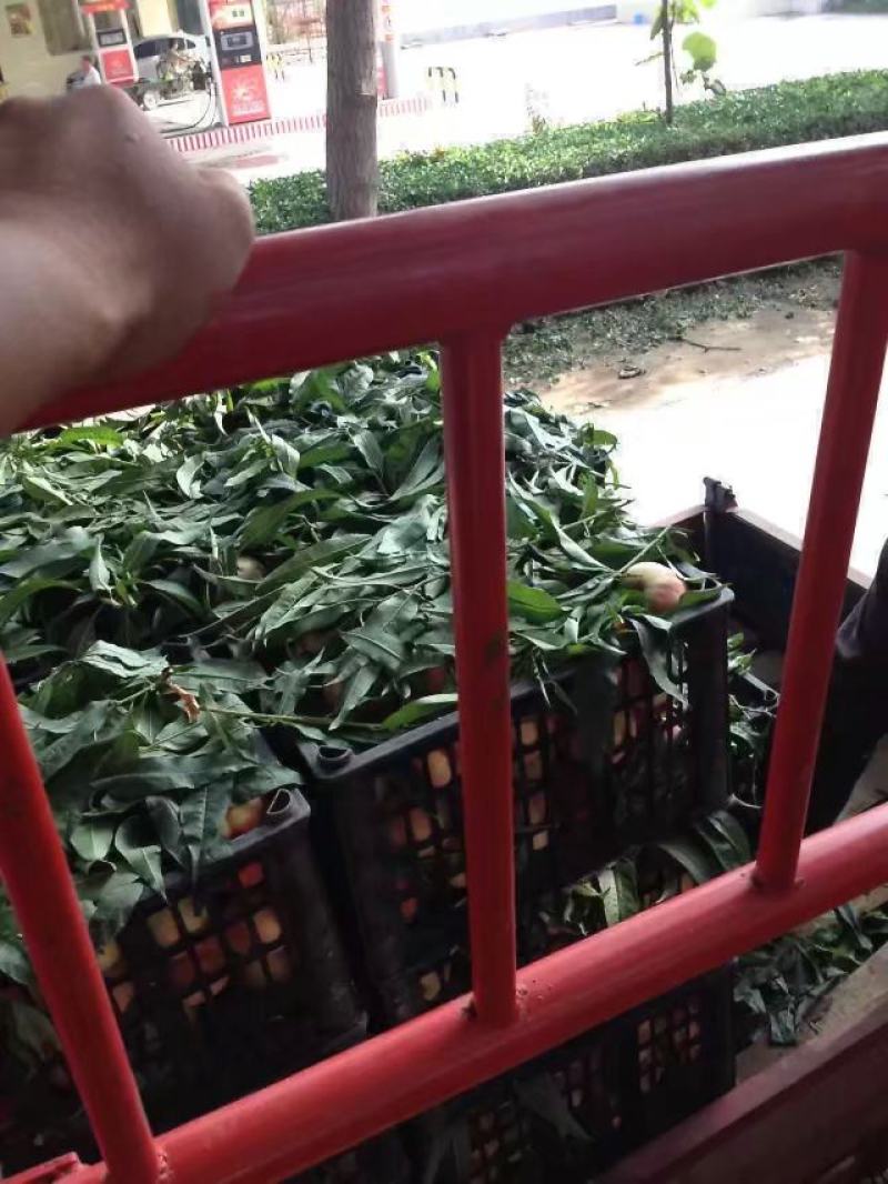 陕西毛桃产地，阿布白桃价格，超越毛桃批发，秦王桃，富岛桃