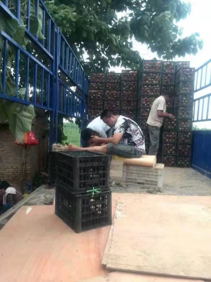 陕西毛桃产地，阿布白桃价格，超越毛桃批发，秦王桃，富岛桃