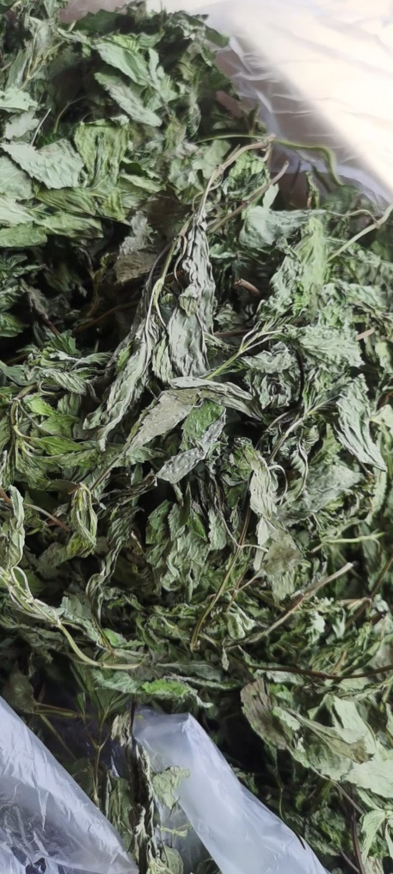薄荷叶