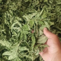 薄荷叶