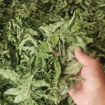 薄荷叶