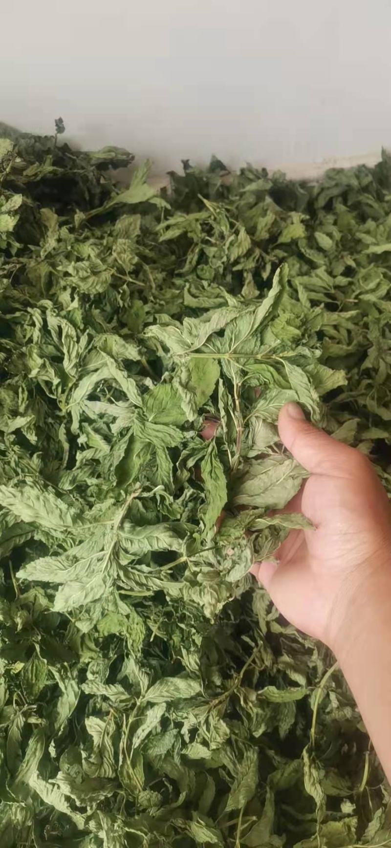 薄荷叶