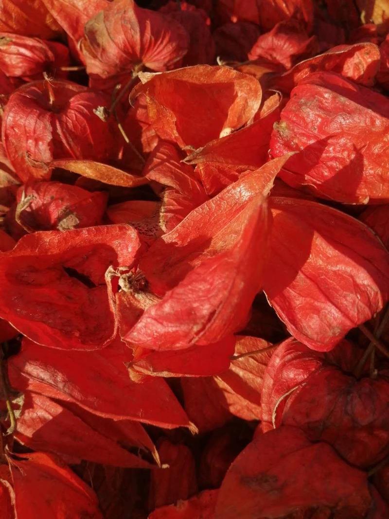 红菇茑皮，中药《锦灯笼》，应用于中药方剂，提炼红色素等