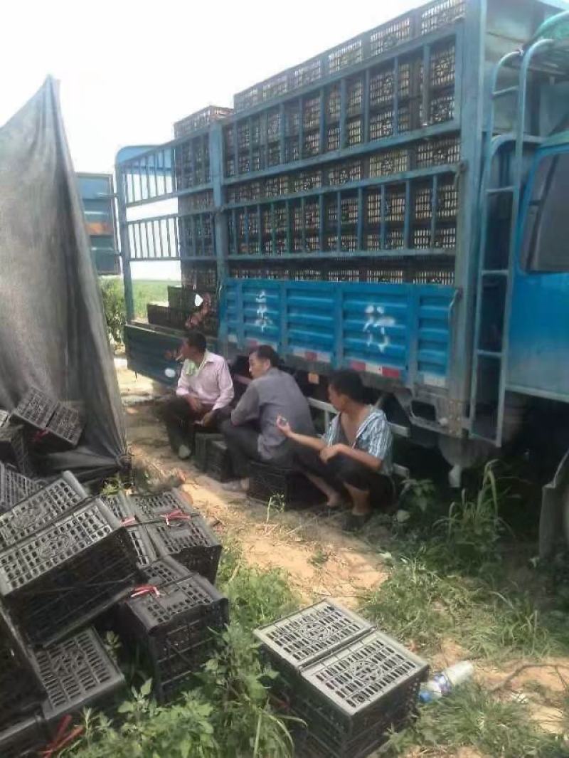中华桃王价格，膜袋毛桃，阿布白桃，秦王桃，超越毛桃批发