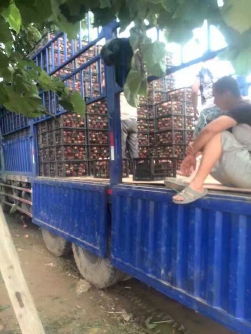 中华桃王价格，膜袋毛桃，阿布白桃，秦王桃，超越毛桃批发