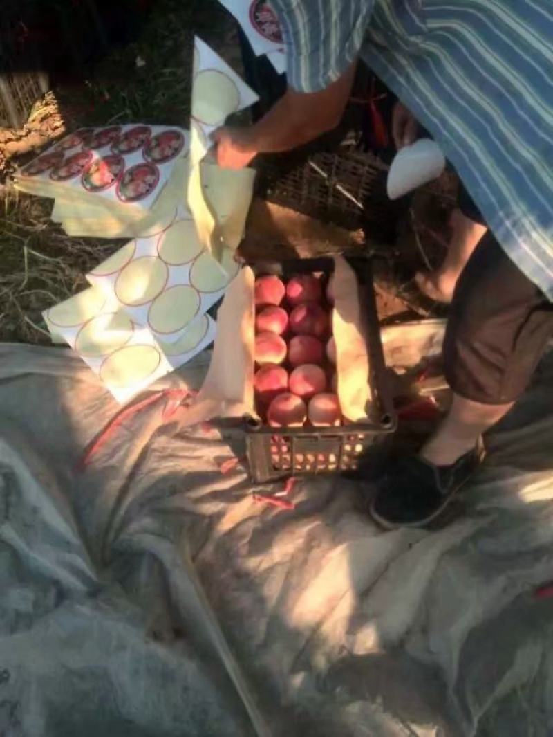 中华桃王价格，膜袋毛桃，阿布白桃，秦王桃，超越毛桃批发