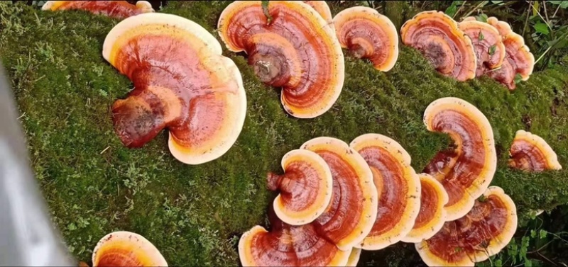 【推荐】灵芝海拔2000多米的松杉灵芝泡水泡酒喝营养丰富