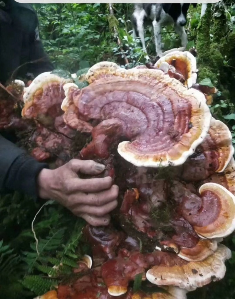 【推荐】灵芝海拔2000多米的松杉灵芝泡水泡酒喝营养丰富