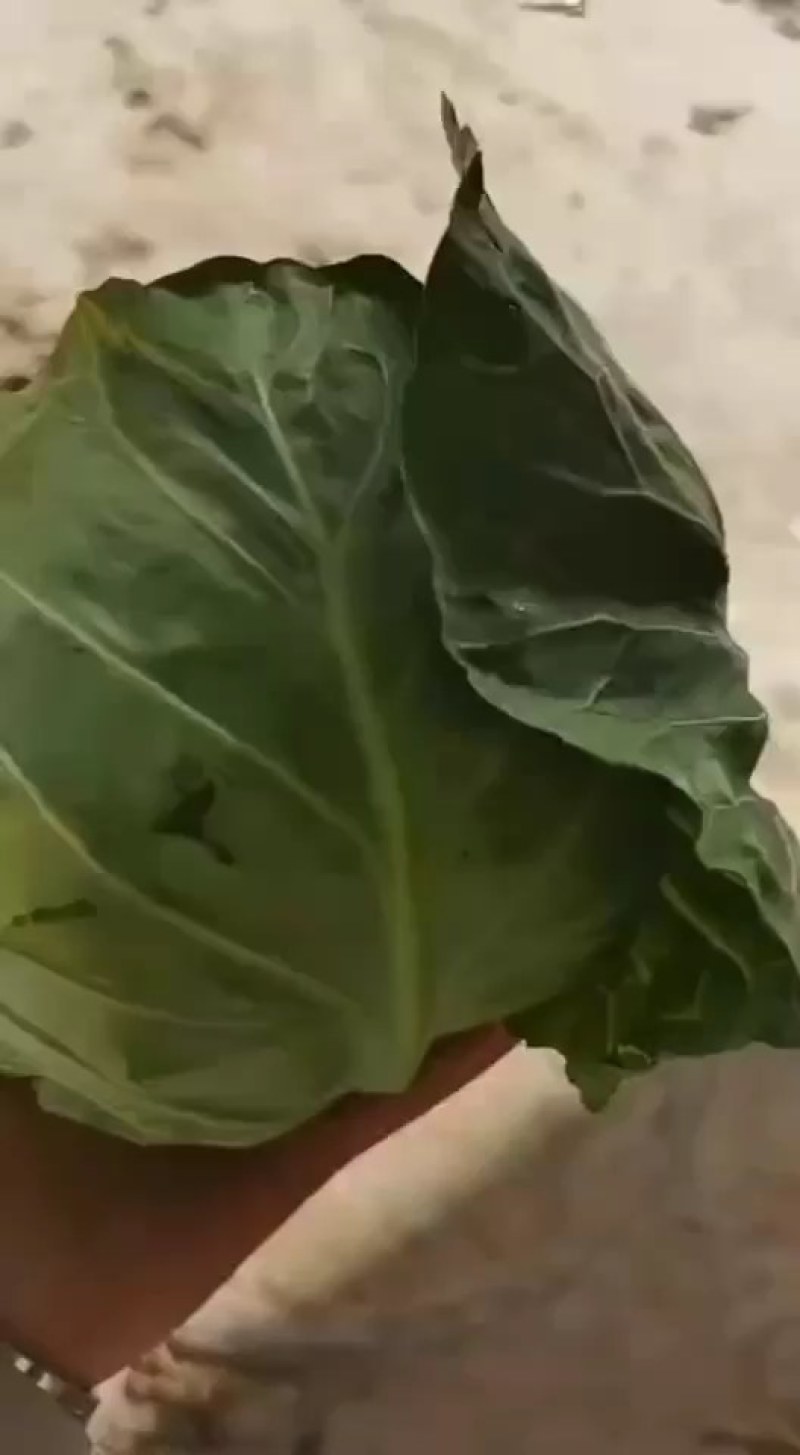 甘蓝类，精品(兰州货)大量有货，欢迎联系