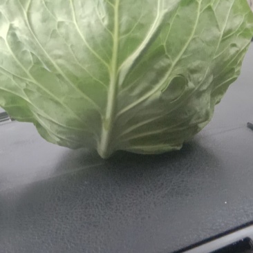 甘蓝类，精品(兰州货)大量有货，欢迎联系