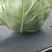 甘蓝类，精品(兰州货)大量有货，欢迎联系