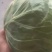 甘蓝类，精品(兰州货)大量有货，欢迎联系