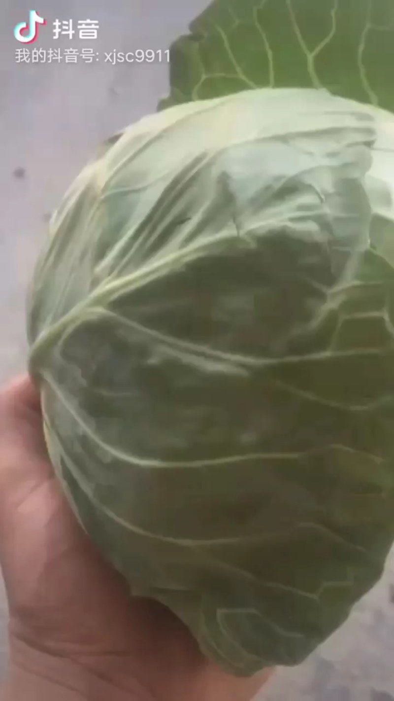 甘蓝类，精品(兰州货)大量有货，欢迎联系