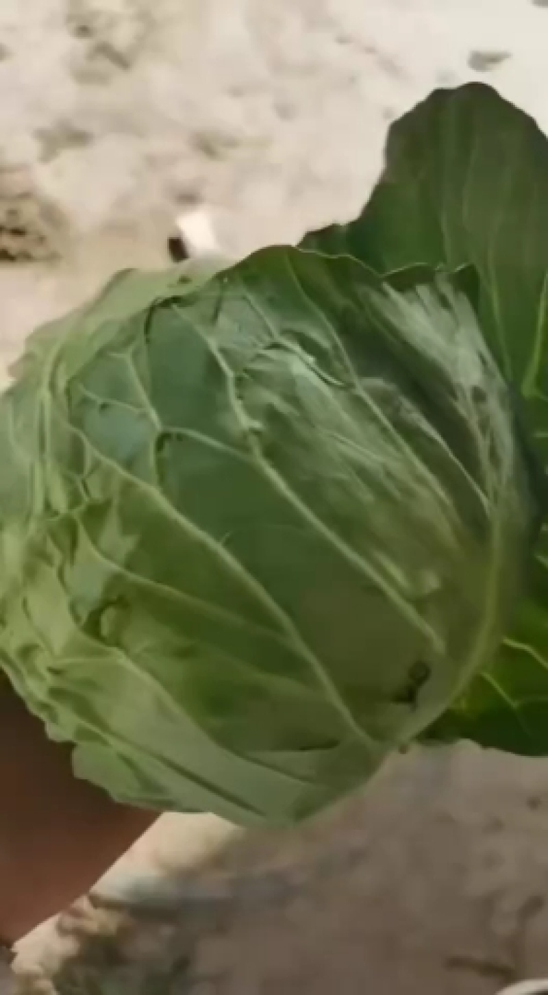 甘蓝类，精品(兰州货)大量有货，欢迎联系