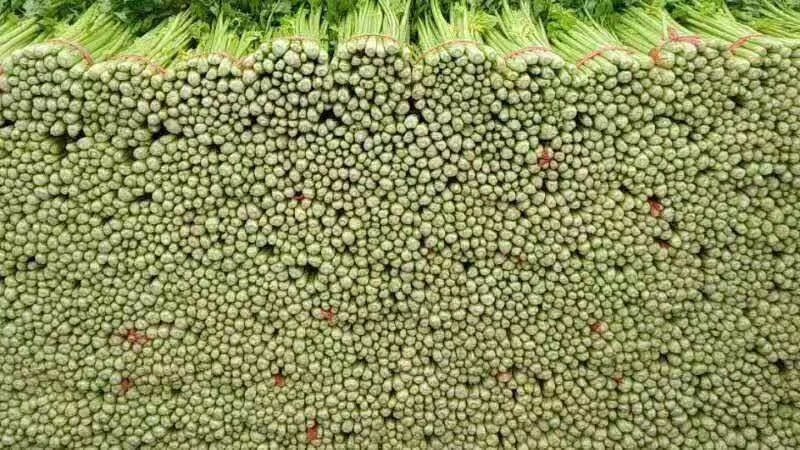 精品兰州货芹菜大量有货，欢迎全国市场老板联系