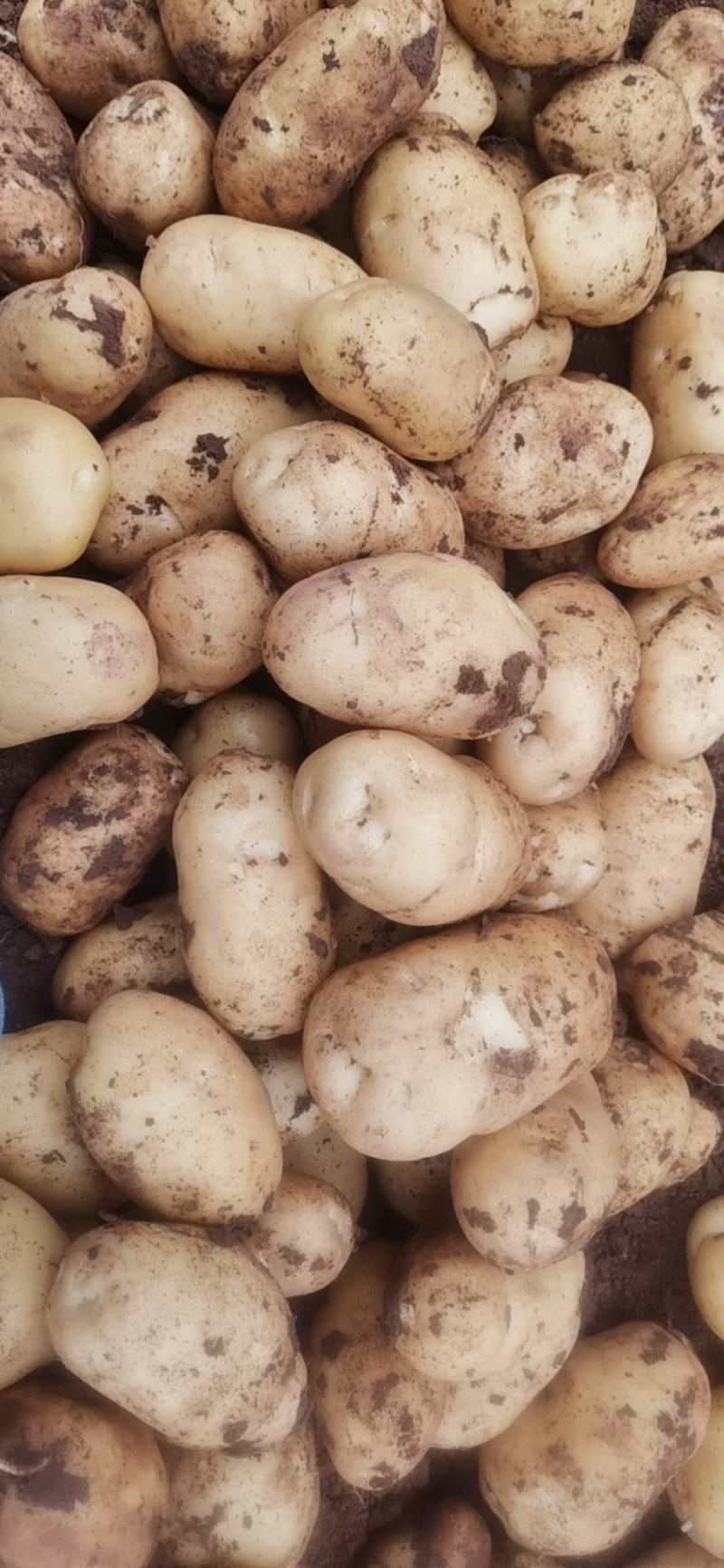 早熟白心土豆冀张薯2263两以上无虫眼无青头基货