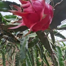 火龙果