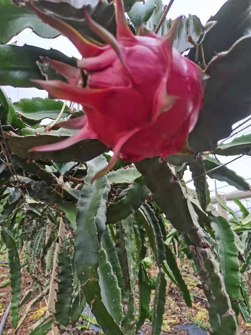 火龙果