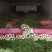 芹菜质量很好
