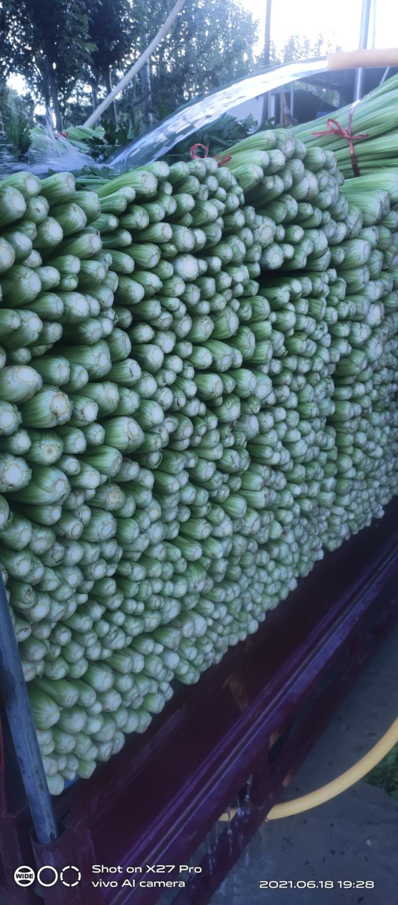 芹菜质量很好