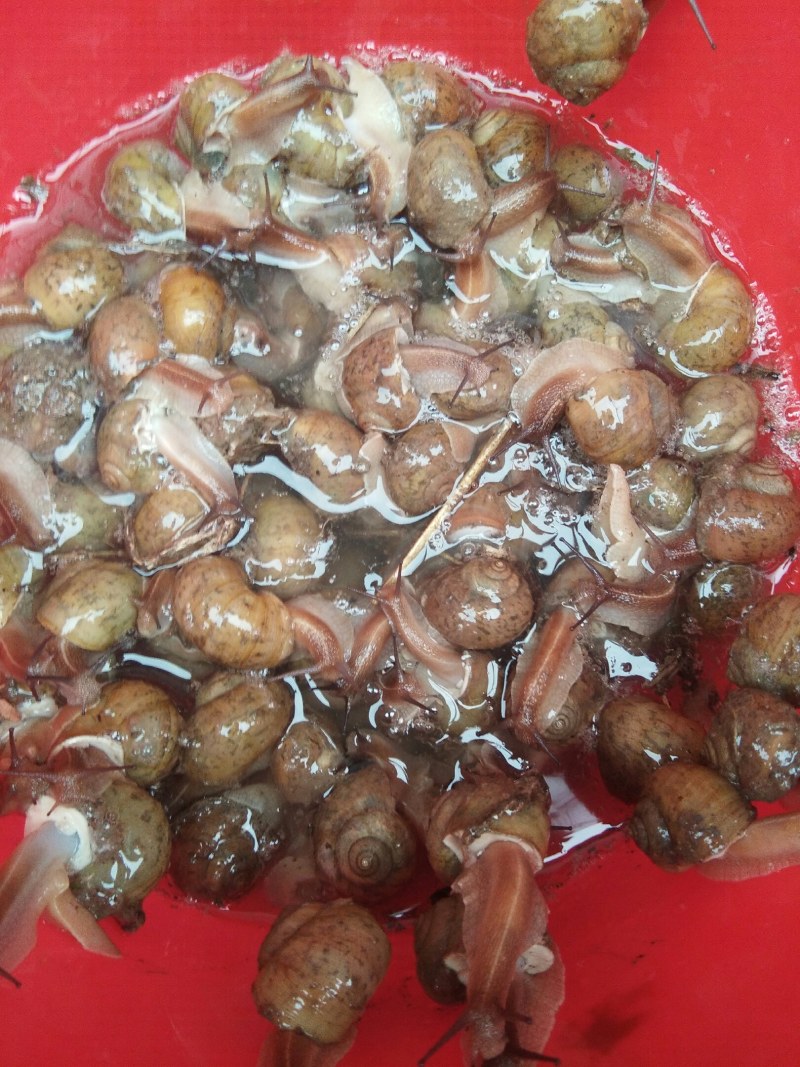 大量供应蜗牛