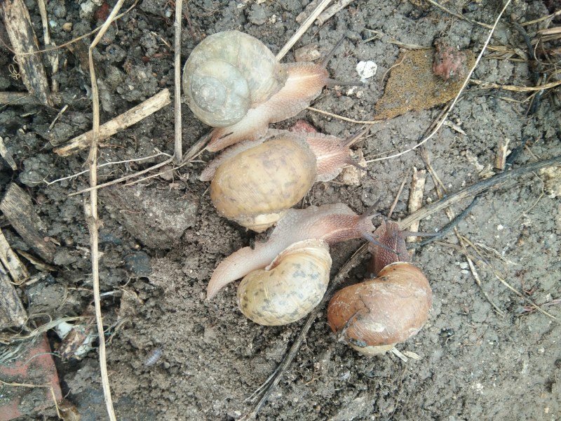大量供应蜗牛