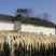 广东白菜干自产自销干净无沙农家自产煲汤料/汤料好物