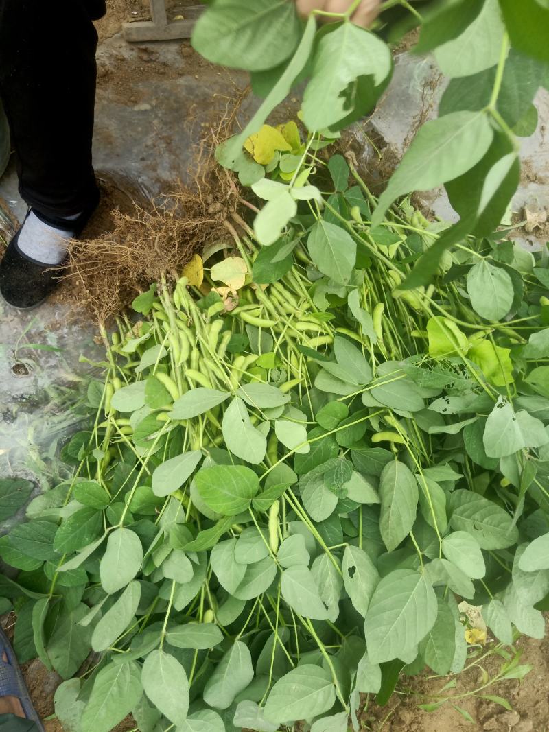 毛豆大量上市质量有保证，，，承接大小单，