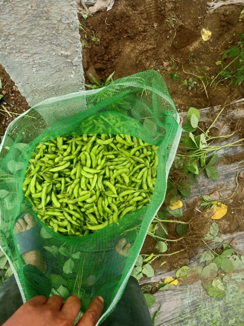 毛豆大量上市质量有保证，，，承接大小单，
