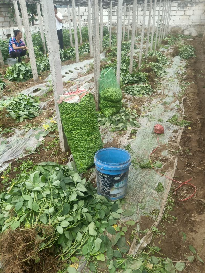 毛豆大量上市质量有保证，，，承接大小单，