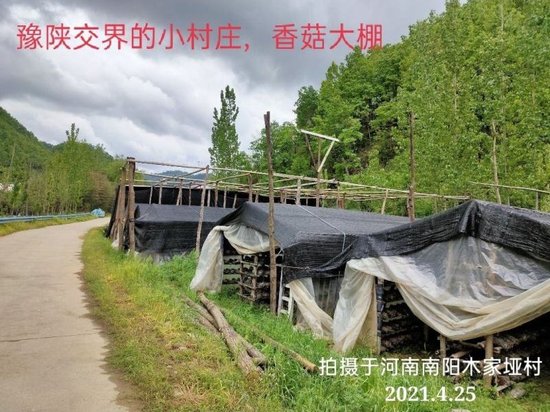 优质手撕香菇脚丝