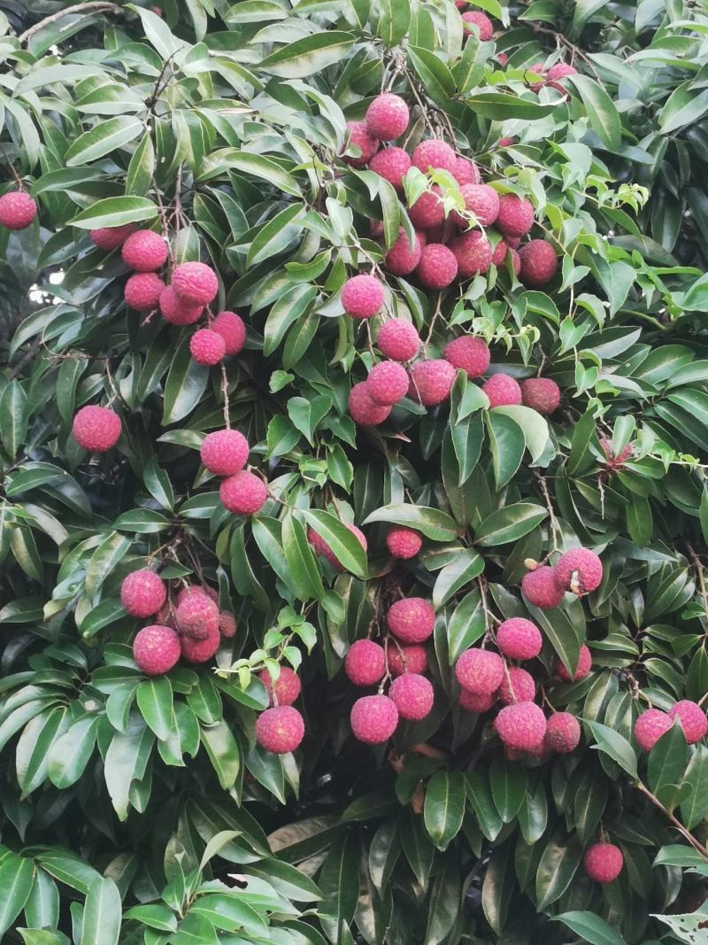 广西桂平荔枝，甜度够，无虫口，色泽鲜艳，个头均匀