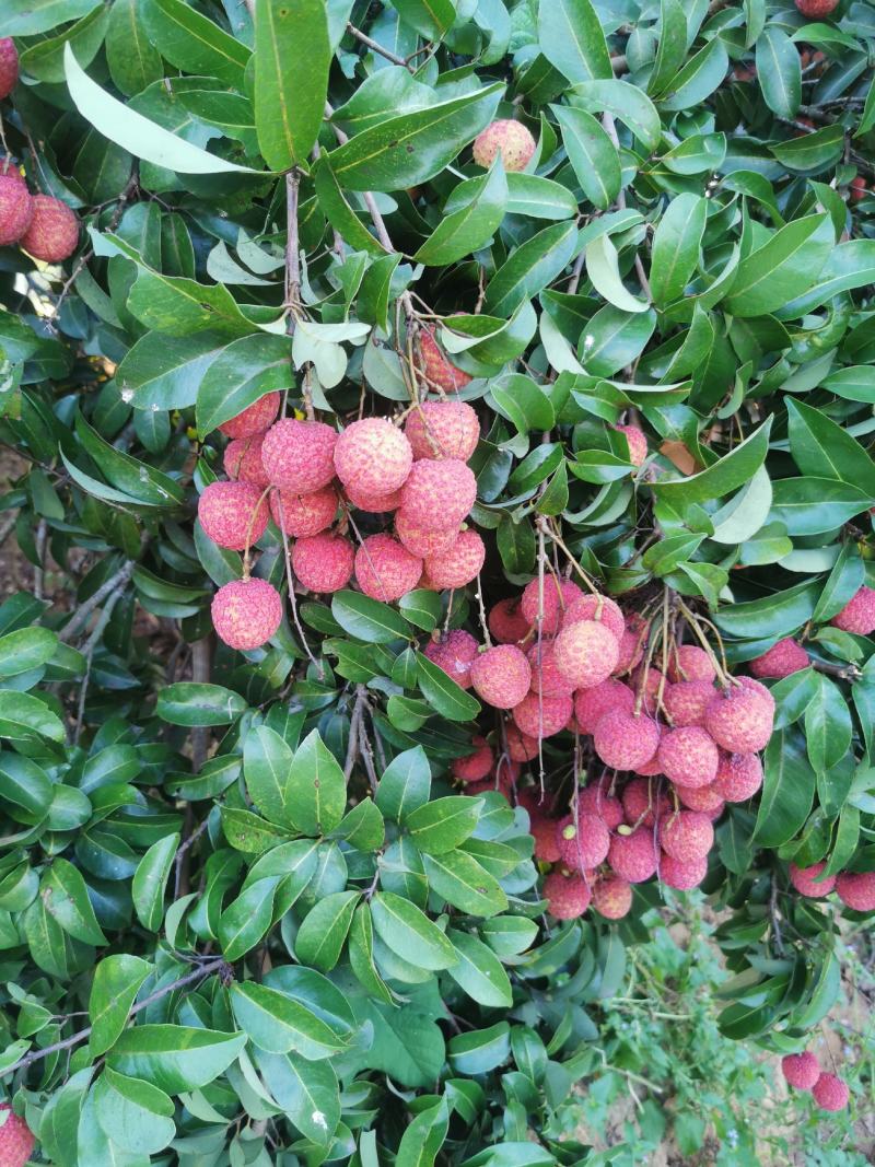 广西桂平荔枝，甜度够，无虫口，色泽鲜艳，个头均匀