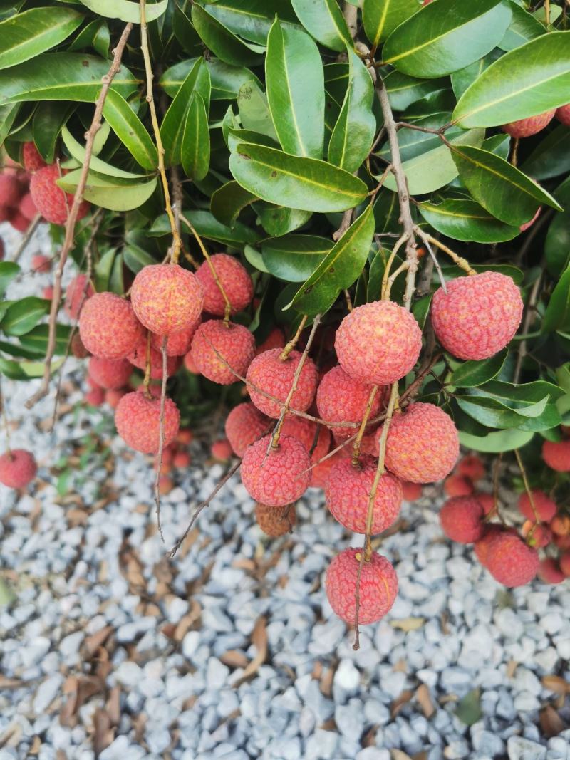 广西桂平荔枝，甜度够，无虫口，色泽鲜艳，个头均匀