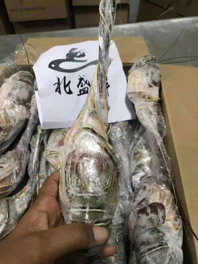 毛塔尼亚刺身级别小青龙、100-200、200-300、