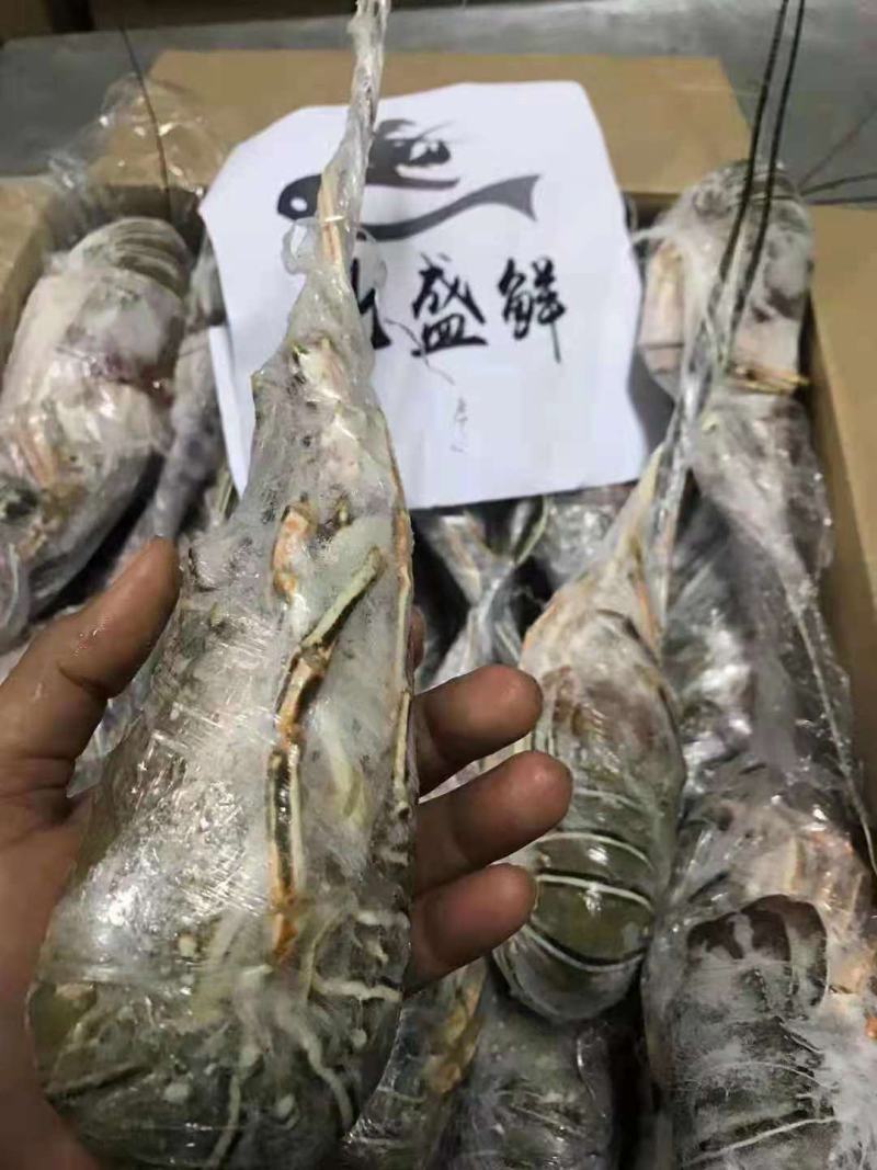 毛塔尼亚刺身级别小青龙、100-200、200-300、