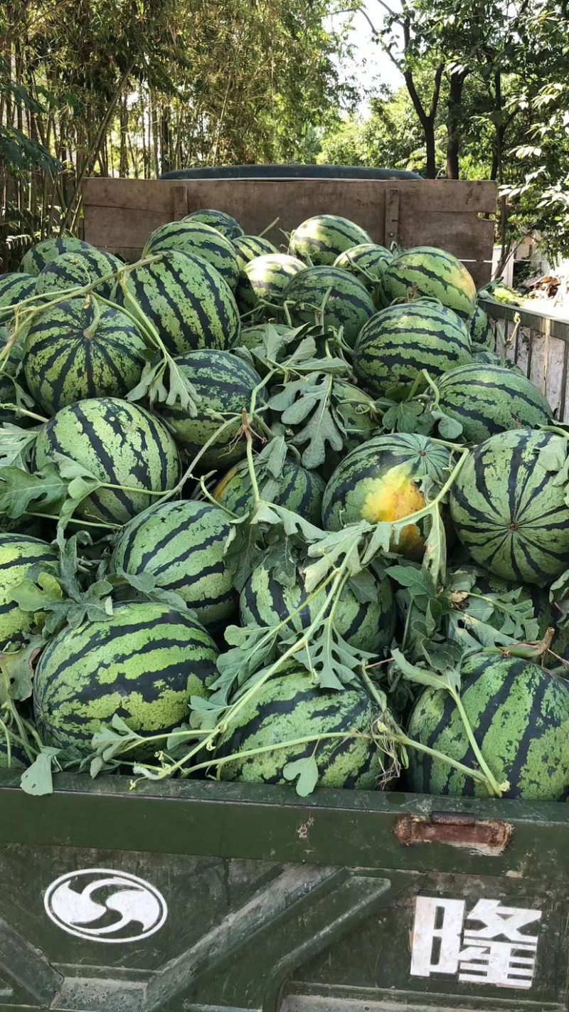 【瓜甜瓤红】襄阳西瓜甜王京欣可供电商超市耐运输1茬