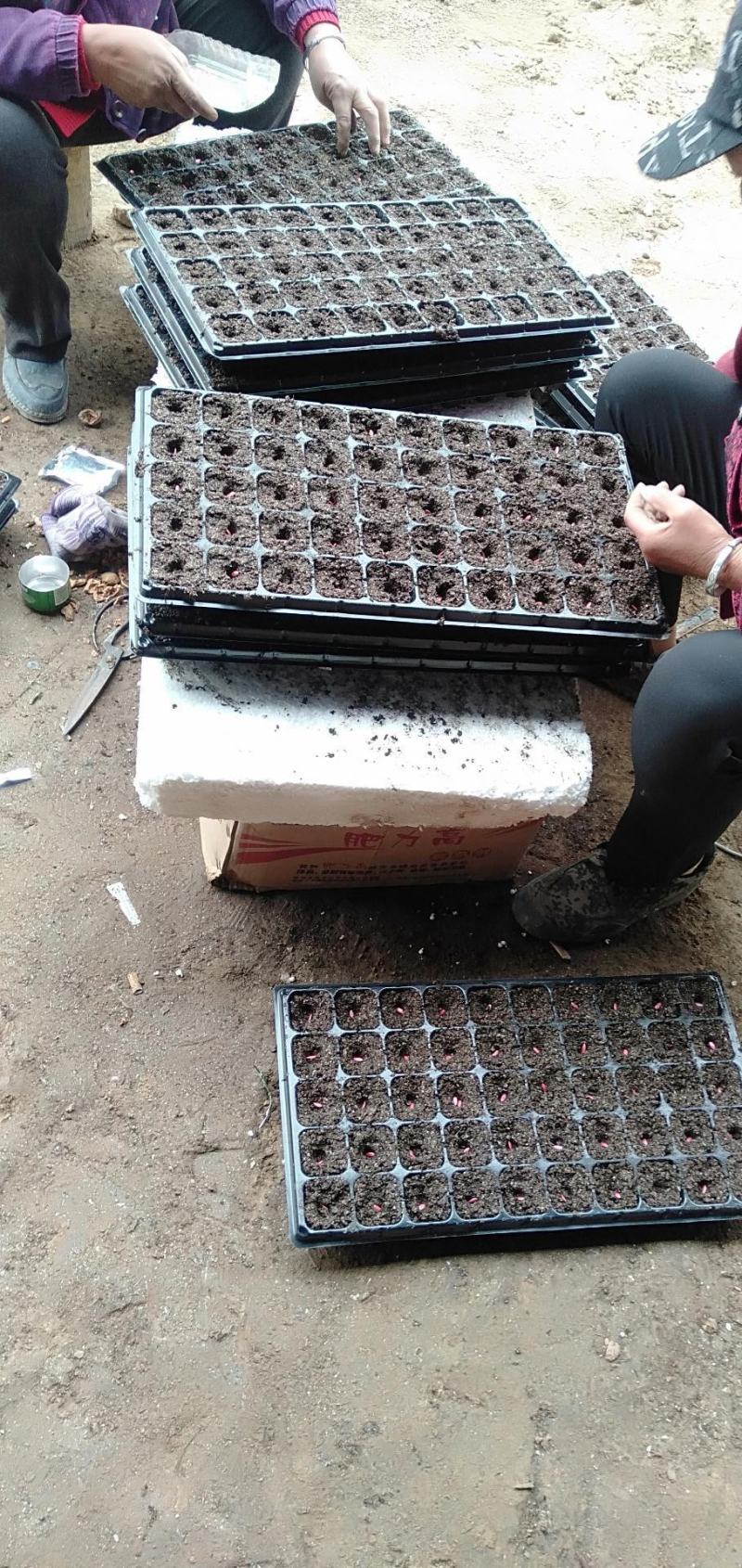 山东育苗穴盘育苗容器批发厂家直发可定制