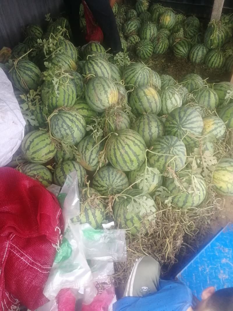 山东嘉祥县仲山镇狼沙窝西瓜大量上市，品种有美都，8424
