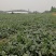 山东嘉祥县仲山镇狼沙窝西瓜大量上市，品种有美都，8424