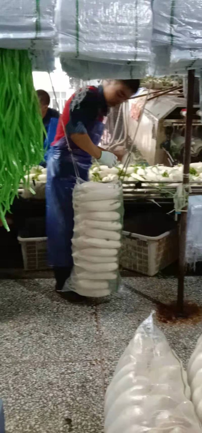 精品高山白萝卜产地直供代收代发可视频看货保质保量