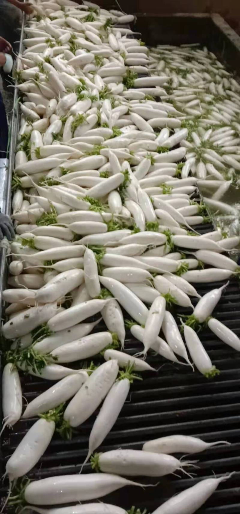 精品高山白萝卜产地直供代收代发可视频看货保质保量